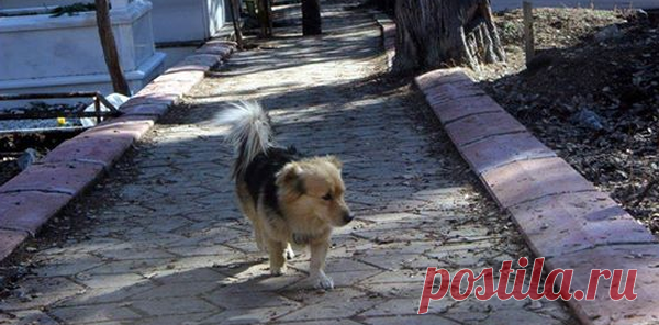 Собачка прибегает к могиле моего отца абсолютно каждый день