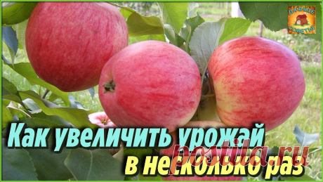 Вот зачем я обрываю мелкие плоды с деревьев Как я увеличила урожай в 2 раза Дачные Хитрости и полезные советы