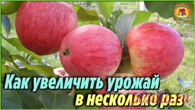 Вот зачем я обрываю мелкие плоды с деревьев Как я увеличила урожай в 2 раза Дачные Хитрости и полезные советы