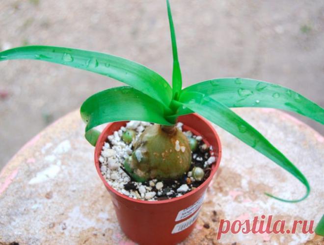 Индийский лук (птицемлечник хвостатый)