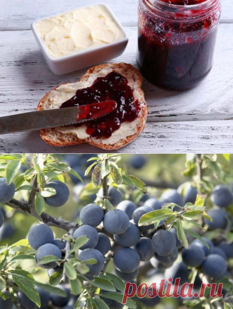 Лучшие заготовки из терна: витаминная бомба среди зимы