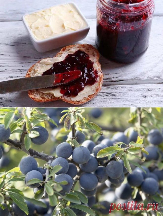 Лучшие заготовки из терна: витаминная бомба среди зимы