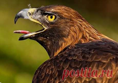 WOA Animal – Google+