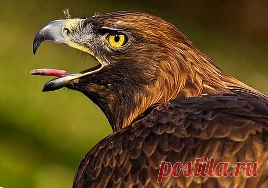 WOA Animal – Google+