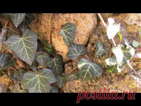 ПЛЮЩ ВЕЧНОЗЕЛЁНЫЙ. СОВЕТЫ ПО ПОСАДКЕ.