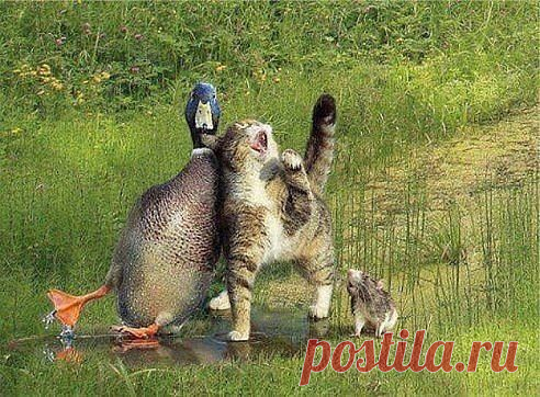 Если У Вас Плохое Настроение, Нужно -
Тяпнуть Водки... Хлопнуть Пива... И Добавить Коньяка... И Тогда Наверняка...
Вдруг Запляшут... Облака... И Кузнечик...Запиликает На Скрипке....