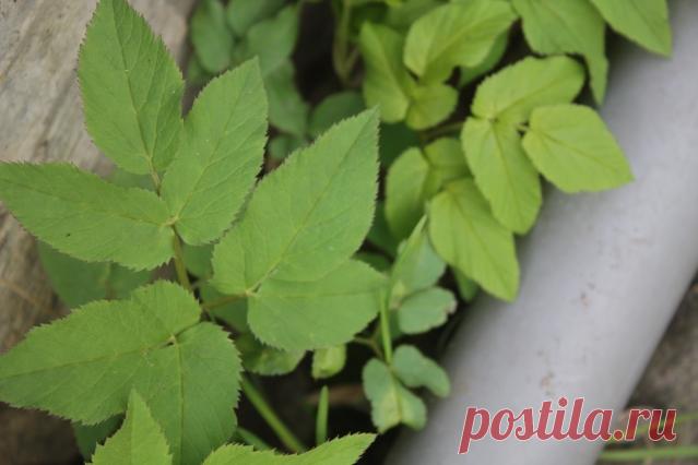 О сныти - Садоводка