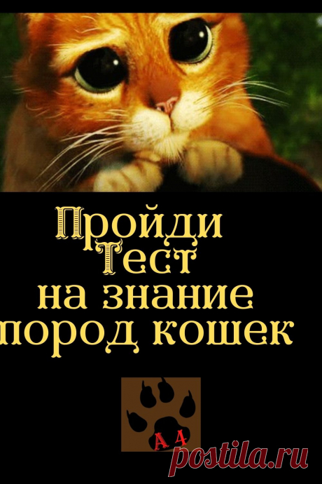 Здравствуйте. Канал Алфавит в 4 лапы предлагает пройти тест на знание пород кошек