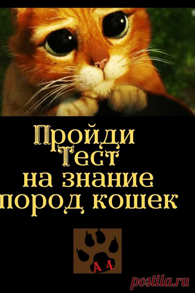 Здравствуйте. Канал Алфавит в 4 лапы предлагает пройти тест на знание пород кошек