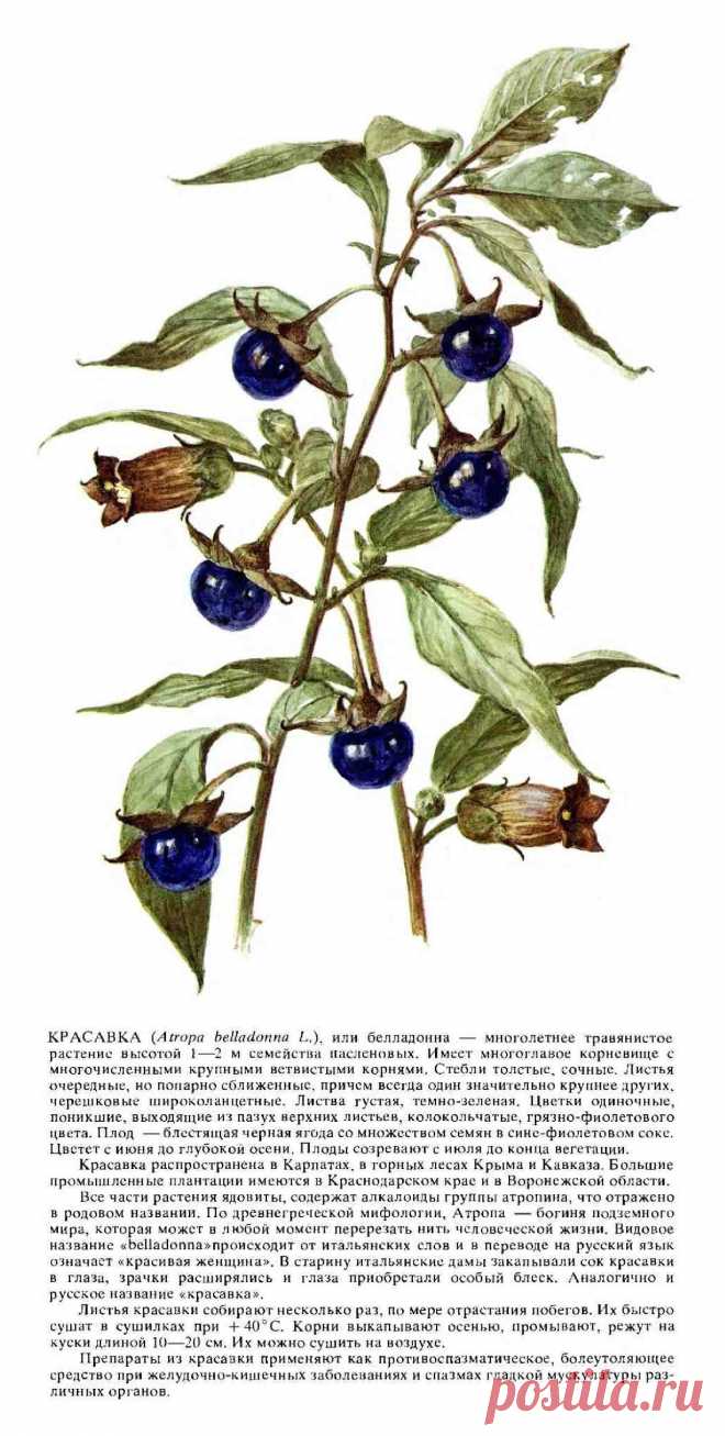 Белладонна (красавка)