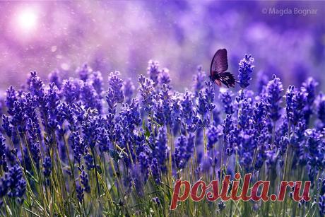 Фотограф Magda Bognar