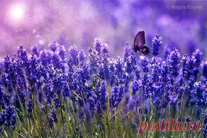 Фотограф Magda Bognar