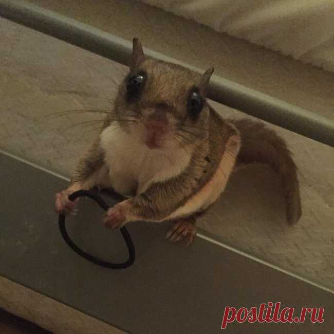 28 смешных животных, которые точно не ожидали, что их застукают на месте преступления