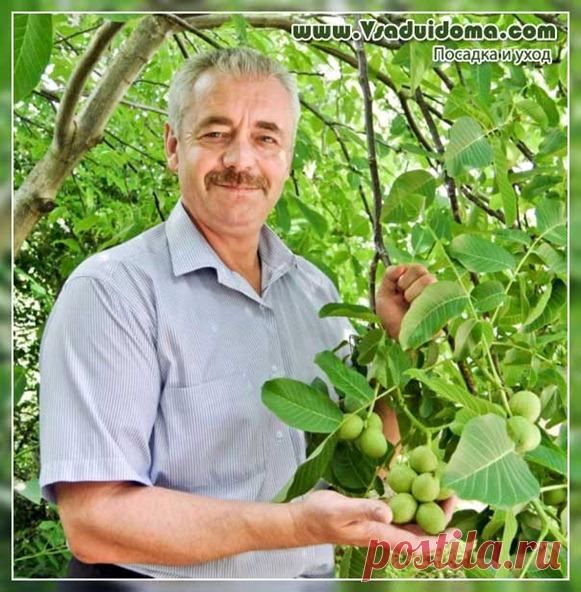 Выращивание грецкого ореха - уход и размножение | Сайт о саде, даче и комнатных растениях.