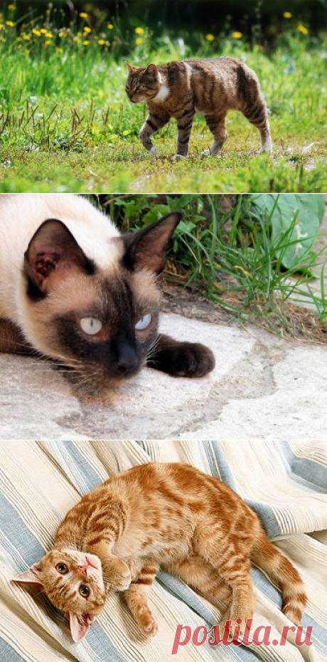 Поведение кошки - Все о кошках