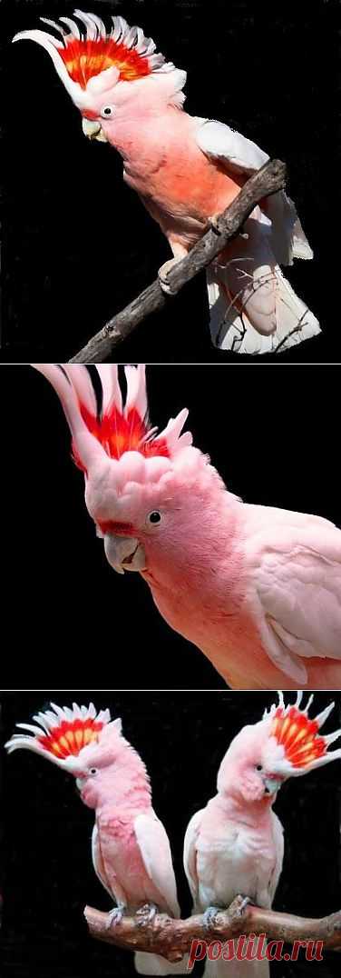 Какаду инка или какаду майора Митчелла.