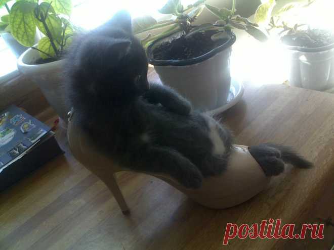 Фотографии животных, которые заставят вас улыбнуться!