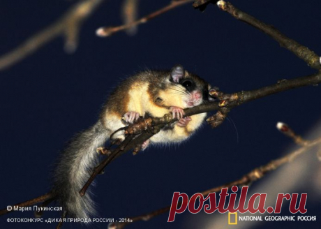 Фотоконкурс «Дикая природа России - 2014» | Страница 8