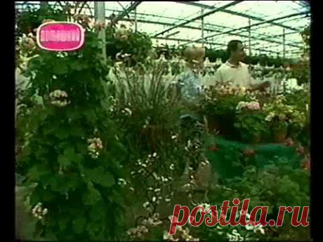 ЦВЕТОЧНЫЕ ИСТОРИИ ВИДЕО | Записи в рубрике ЦВЕТОЧНЫЕ ИСТОРИИ ВИДЕО | Дневник Нины Андреевны