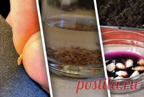 8 способов подготовки семян к посеву, которые важно соблюдать, чтобы урожай был добротным | Design-homes.ru | Пульс Mail.ru Расскажем про подготовку семян и покажем основные способы подготовки к посеву.