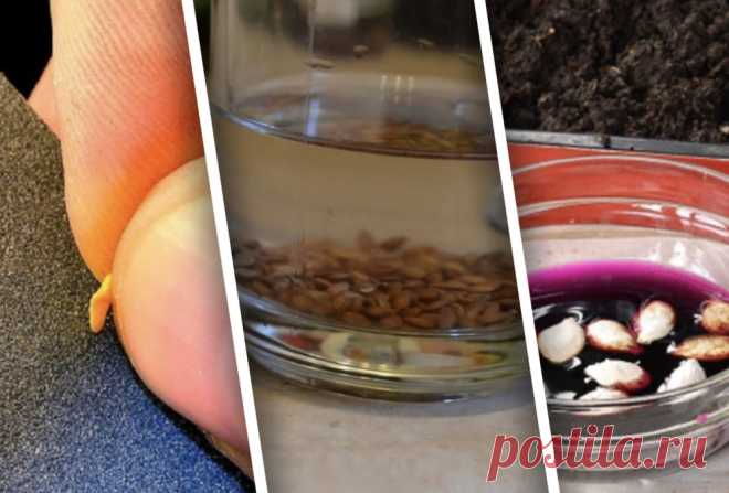 8 способов подготовки семян к посеву, которые важно соблюдать, чтобы урожай был добротным | Design-homes.ru | Пульс Mail.ru Расскажем про подготовку семян и покажем основные способы подготовки к посеву.