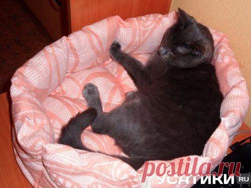 Лежанка для кошек своими руками | из свитера, выкройки, как сшить
