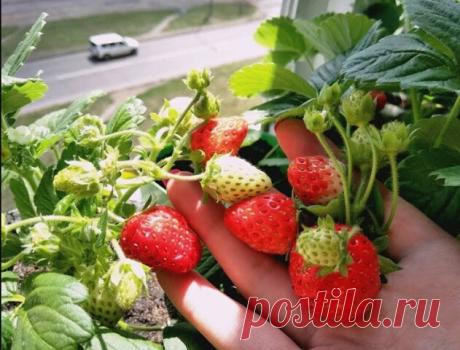 Клубника на подоконнике за 60 дней