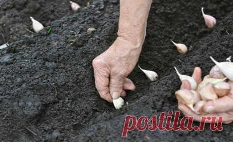 (3) Одноклассники