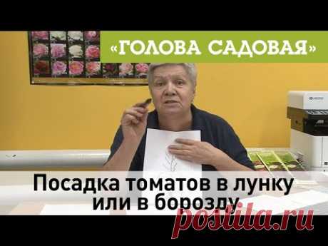 Голова садовая - Посадка томатов в лунку или в борозду