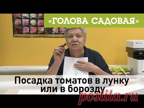 Голова садовая - Посадка томатов в лунку или в борозду