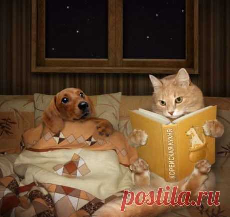 Прикольные фотографии котиков. Кити кити юмор. Подборка №milayaya-cat-39370529062020 . Милая Я