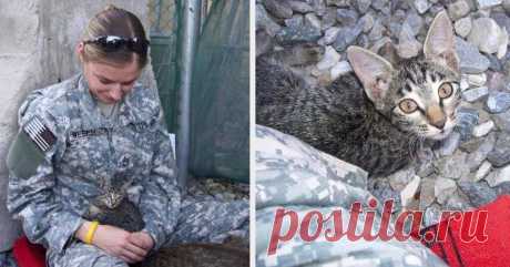 Эта женщина-военнослужащая отказалась оставить больного котенка одного в Афганистане | Чёрт побери Кристин Вебер Болдин, служившая в Афганистане в 2008 году, повстречалась там с маленьким котенком, который изменил ее жизнь к лучшему. «Я никогда ранее не встречала кошку, похожую на эту, — рассказывает женщина. — Я почувствовала, что мне ее очень жаль.  Она не могла встать и ей было тяжело переворачиваться.» Оказывается, у животного была гипоплазия мозжечка — непрогрессирующ...