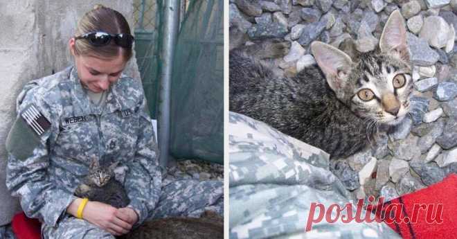 Эта женщина-военнослужащая отказалась оставить больного котенка одного в Афганистане | Чёрт побери Кристин Вебер Болдин, служившая в Афганистане в 2008 году, повстречалась там с маленьким котенком, который изменил ее жизнь к лучшему. «Я никогда ранее не встречала кошку, похожую на эту, — рассказывает женщина. — Я почувствовала, что мне ее очень жаль.  Она не могла встать и ей было тяжело переворачиваться.» Оказывается, у животного была гипоплазия мозжечка — непрогрессирующ...