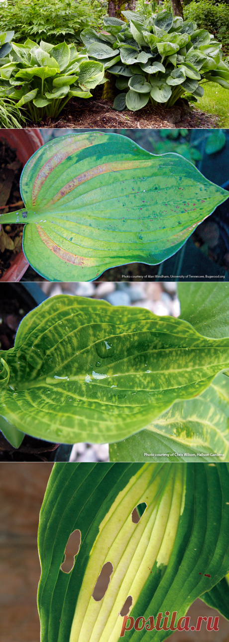 Common hosta problems | Garden Gate