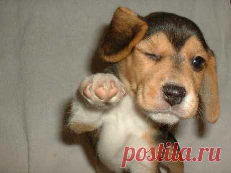 Dog Pictures • HTML Codes for Dog Pictures (page 1)