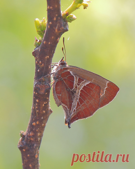 Amblopala avidiena y-fasciata
