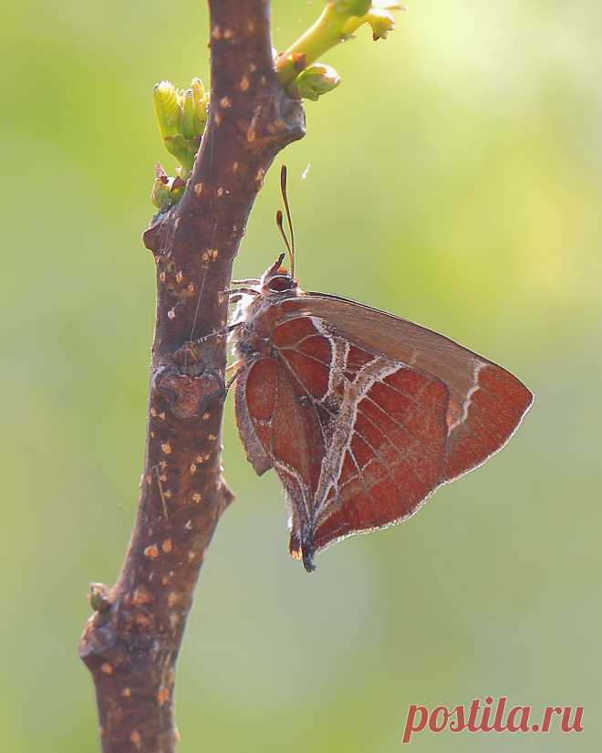 Amblopala avidiena y-fasciata