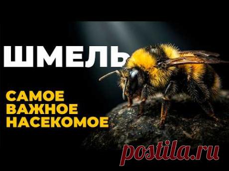 Шмель: летит вопреки физике и кормит миллиарды