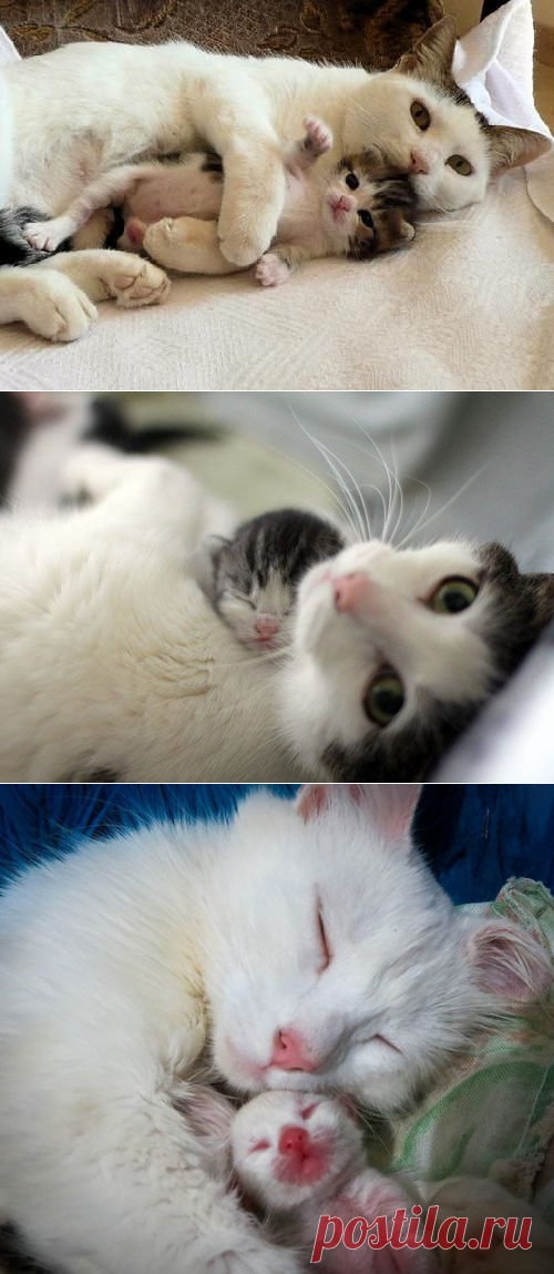 Новорожденные котяши и их кошкомамы.