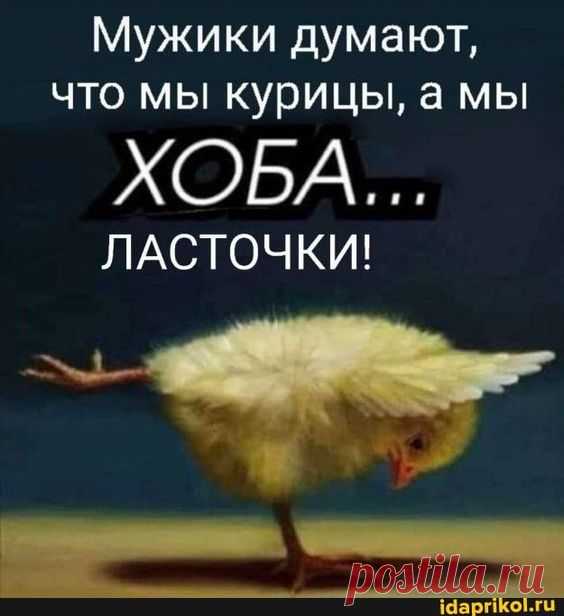 Мужики думают, что мы курицы, а мы ХОБА... ЛАСТОЧКИ! - ) / АйДаПрикол .)