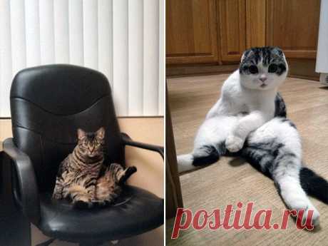 Уморительные фотографии котов, пойманных во время вылизывания своих причиндалов