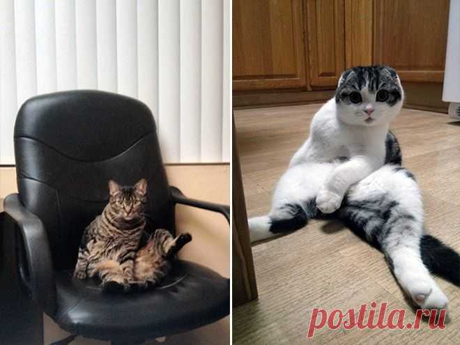 Уморительные фотографии котов, пойманных во время вылизывания своих причиндалов