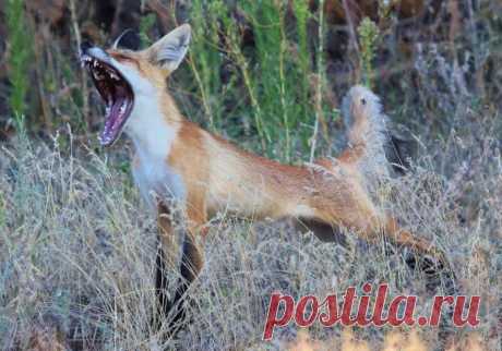 Facebook
Автор фото: Алина Урусова (www.nat-geo.ru/author/urusovaalina).