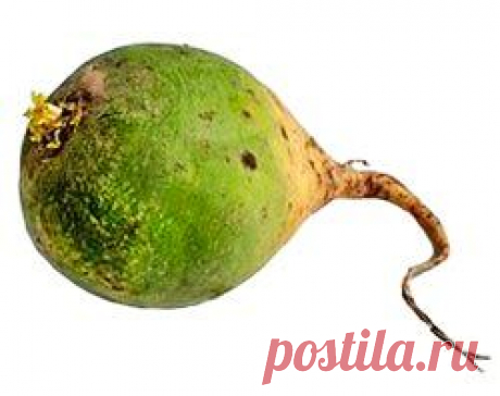 Лоба - китайская редька