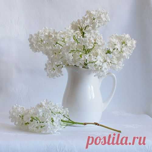 Прекрасные натюрморты