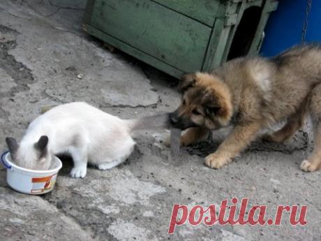 ДОМАШНИЕ ПИТОМЦЫ.УДИВИТЕЛЬНО СМЕШНЫЕ,ЧУДО ЖИВОТНЫЕ СМЕХ И ГРЕХ (ВИДЕО ПОДБОР)