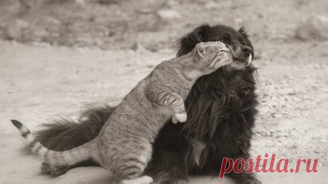 Дружба кошек и собак / Питомцы