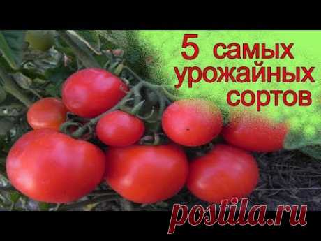 Самые урожайные томаты 2017 года (лучшие сорта томатов).