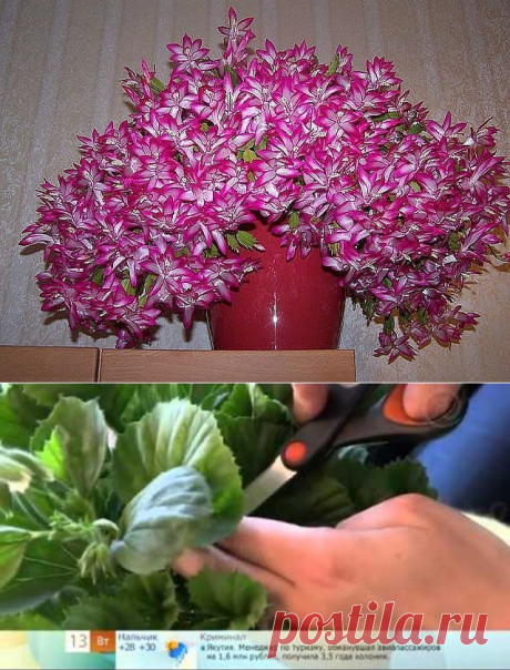 (4) Одноклассники