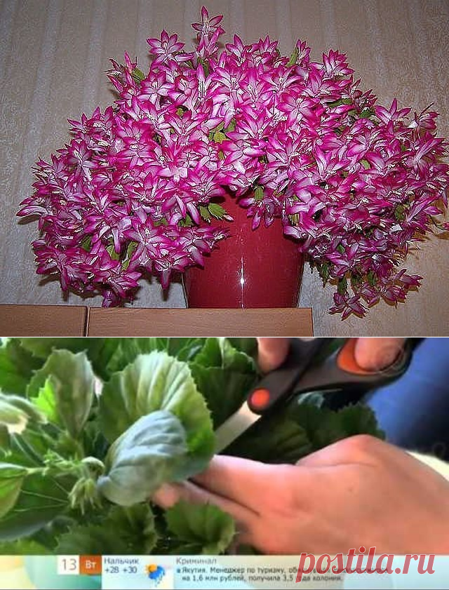 (4) Одноклассники
